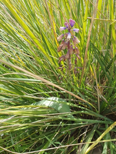Bellevalia mauritanica, photograph 5