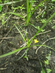 Hypoxis curtissii
