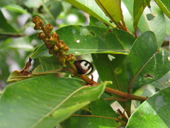 Membracis foliatafasciata