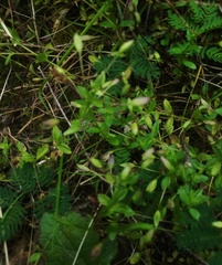 Mecardonia procumbens