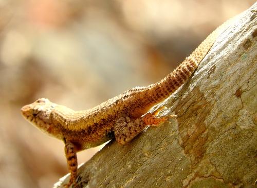 Nelson's Spiny Lizard