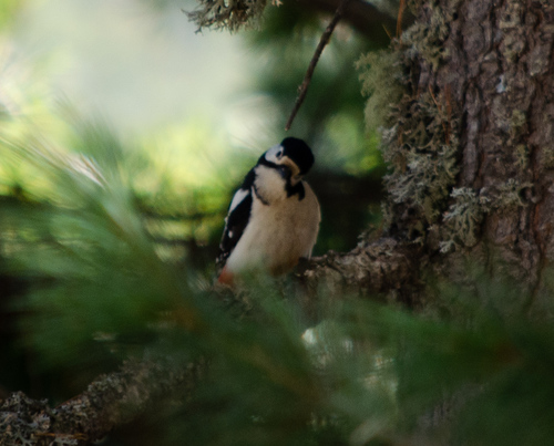 Pico picapinos (Dendrocopos major)