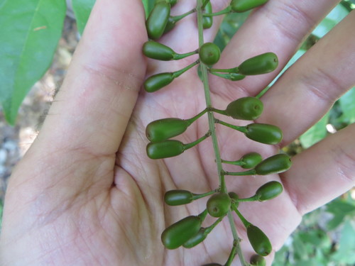 Image of Picramnia pentandra by (c) Ben Machado, some rights reserved (CC BY)