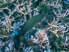 Plectropomus leopardus