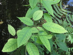 Trichostigma octandrum