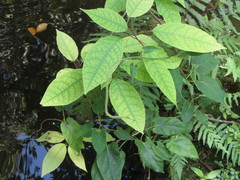 Trichostigma octandrum