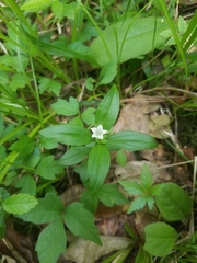 Spigelia texana