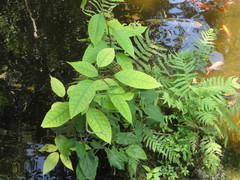Trichostigma octandrum