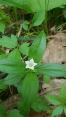 Spigelia texana