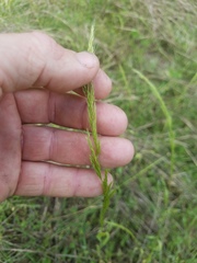 Limnodea arkansana