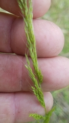 Limnodea arkansana