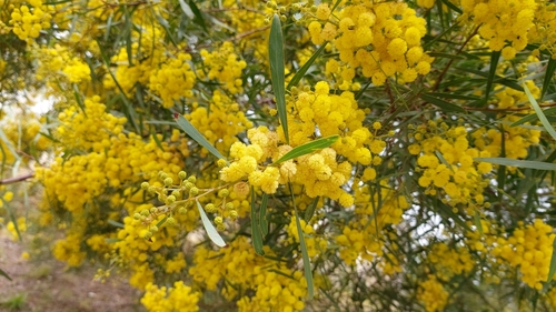 Image of Acacia provincialis by (c) Elizabete Marchante, some rights reserved (CC BY)