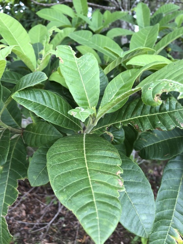 Alstonia muelleriana (Plants of Yourka Bush Heritage Reserve ...