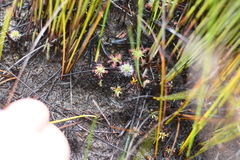 Drosera paleacea