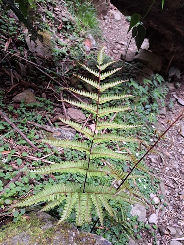 Pteris setulosocostulata, photograph 5