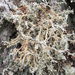 Tuckerman's Coral Lichen - Photo (c) Fred M. Rhoades, some rights reserved (CC BY-NC-ND), uploaded by Fred M. Rhoades