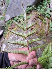 Pteris setulosocostulata, photograph (c) vrxz, some rights reserved (CC BY-SA)