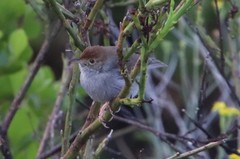 Cisticola fulvicapilla fulvicapilla