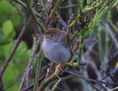 Cisticola fulvicapilla fulvicapilla