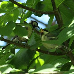 Great Tit