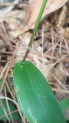 Dichanthelium boscii
