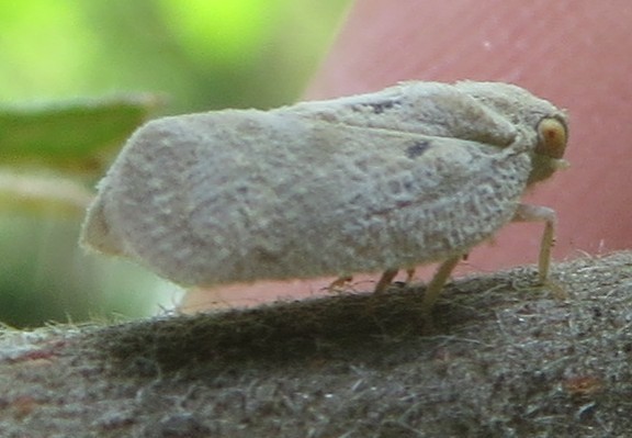 Puerto Rican planthopper