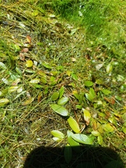 Potamogeton diversifolius