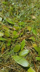 Potamogeton diversifolius