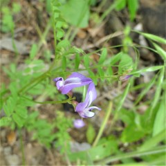 Astragalus leptocarpus