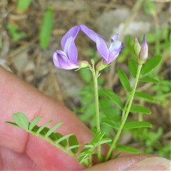 Astragalus leptocarpus