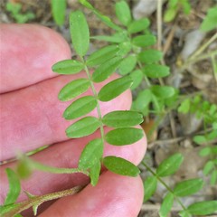 Astragalus leptocarpus