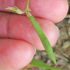 Astragalus leptocarpus