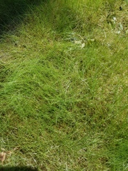 Eleocharis baldwinii