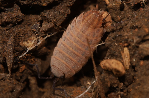 Porcellionides ibericus