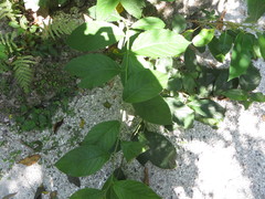 Heliotropium verdcourtii image