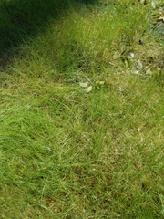 Eleocharis baldwinii
