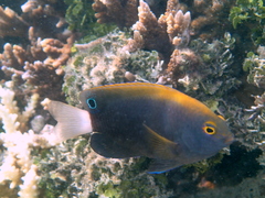 Pomacentrus chrysurus