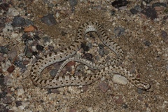 Arizona elegans eburnata