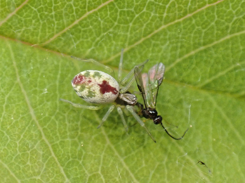 Bleeding Heart Spider