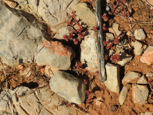 Image of Sedum rubens by (c) Duarte Frade, some rights reserved (CC BY)