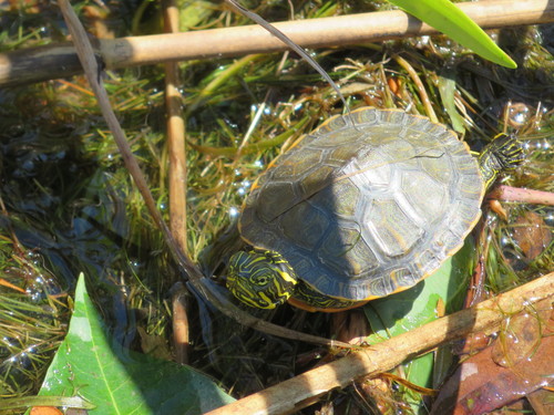 Alabama Red-bellied Cooter