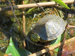 Pseudemys alabamensis