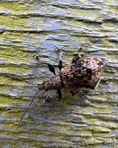 Phyllobius pilicornis, M C Escherweg, Deventer, Overijssel, NL, photo 7 of 10