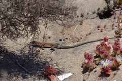 Aspidoscelis labialis