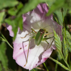 Platylyra californica