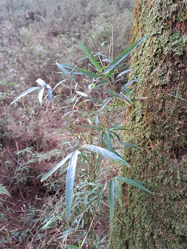 Image of Yushania niitakayamensis by (c) vrxz, some rights reserved (CC BY-SA)