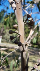 Eucalyptus fastigata