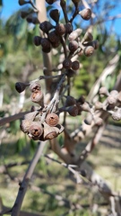 Eucalyptus fastigata