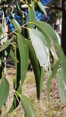Eucalyptus fastigata