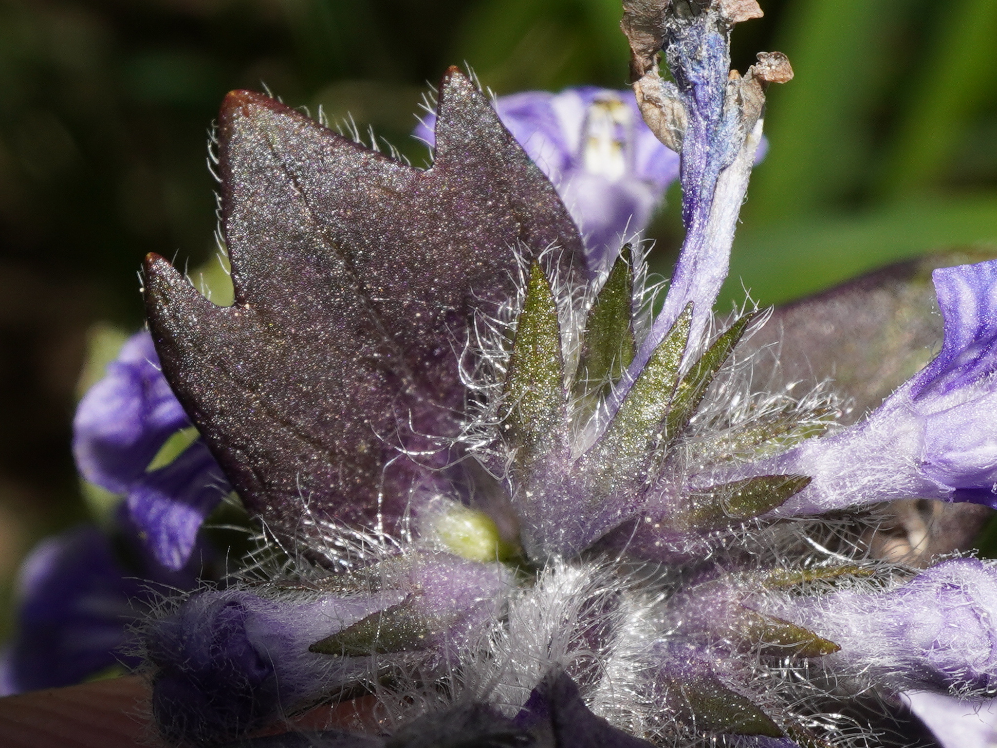 Ajuga ×